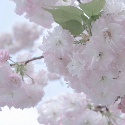 麻山福瑞交流群